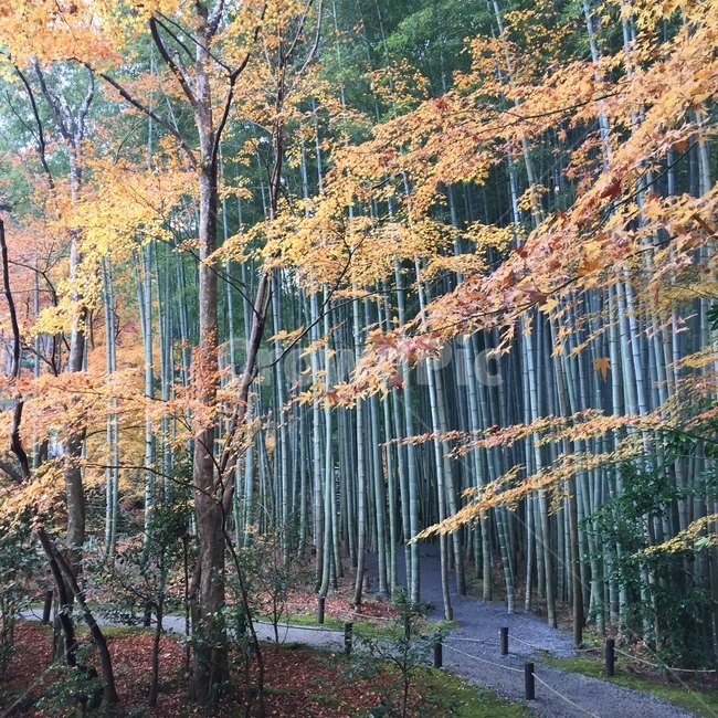 가을,대나무,단풍,자연,숲,일본,japan,교토