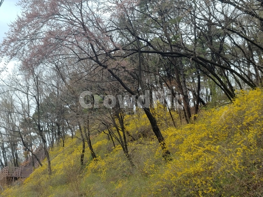 봄,꽃,개나리,노란꽃,벚꽃,spring,flower,yellow,flowers