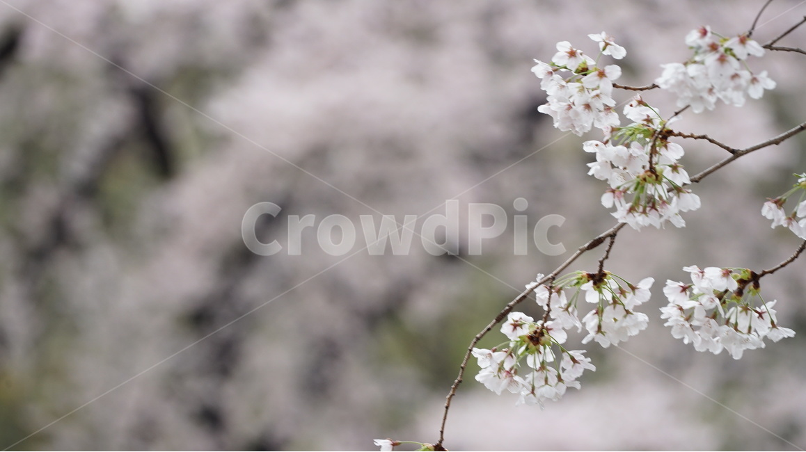 꽃,벚꽃,cherryblossom,봄,벚꽃축제,순식간,벚꽃잎,봄,계절,spring,season,식물,자연,plants,nature,꽃,flower,plant