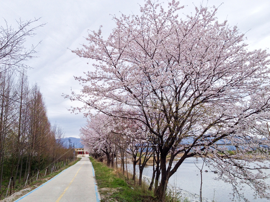 벚꽃,벚나무,자연,꽃길,가로수길,cherryblossoms,cherrytree,nature,flowerway,treelinedstreet,봄,계절,spring,season,자연,풍경,nature,landscape,plant,식물,blossom,꽃,flower
