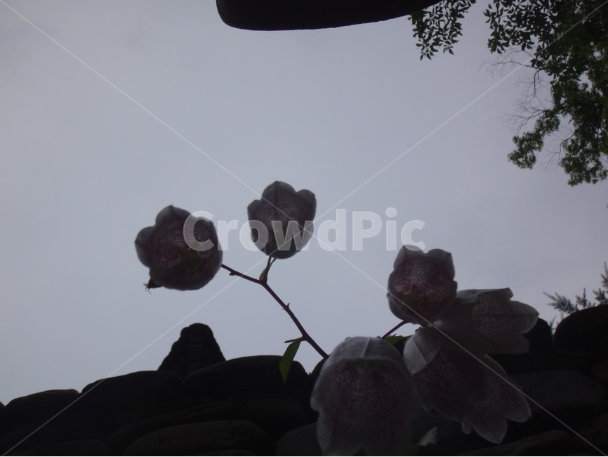 그림자,꽃,사진,역광,분위기,식물,자연,plants,nature,꽃,flower
