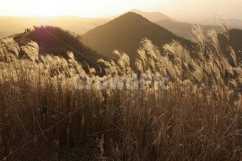 제주도,새별오름,오름,제주,풍경,억새,갈대,가을,산,가을,계절,fall,autumn,season,자연,풍경,nature,landscape,grass,잔디,plant,식물,lawn,reed