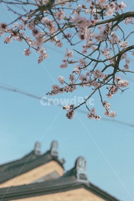 벚꽂,봄,벚꽂나무,배경화면,4월달,감성,꽃,필름카메라,봄느낌,푸른색,핑크
