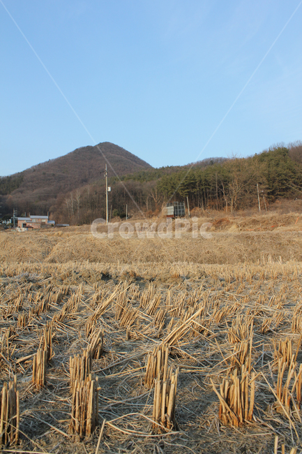 갈색,브라운,클로즈업,자른,잘린,땅,자연,식물,논,논농사,겨울,벼베기,시골,농사,풍경,시골풍경,퍼스펙티브,농경지,농촌,둑,논둑,언덕,산,하늘,파랑,블루,파란색,농촌풍경,산업,industry,industrial,농업,농사,agriculture,farming,farming industry