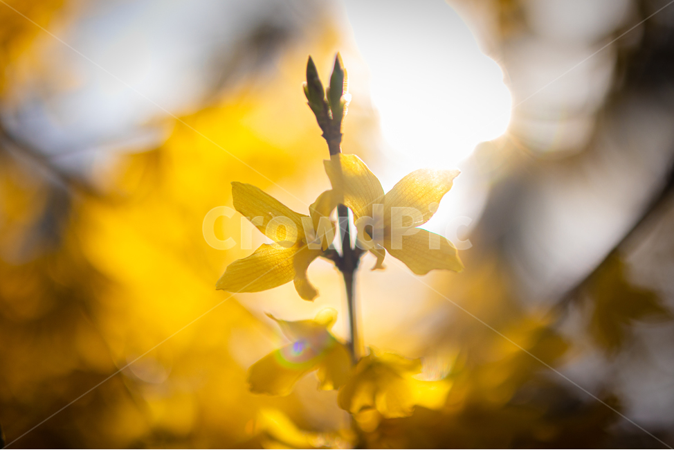 leaf,개나리,봄,식물,노랑,봄,계절,spring,season,식물,자연,plants,nature,꽃,flower
