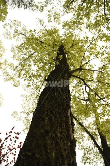 곧은,변함없는,봄,푸르름,시원한,식물,자연,plants,nature,나무,trees,wood