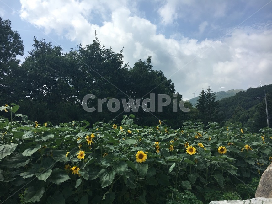 해바라기,목장,강원도,하늘,sunflower,grunge,asthetic