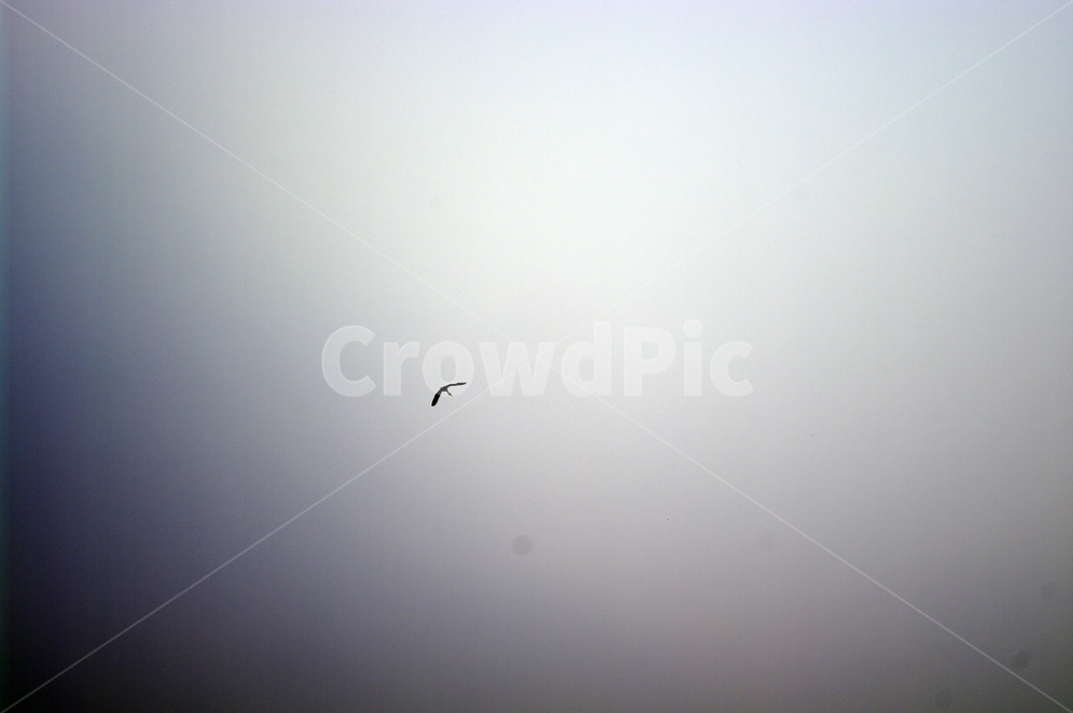 새,조류,하늘,sky,날개,동물,animal,조류,새,birds