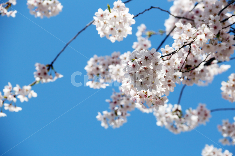 사쿠라,cherryblossom,봄,꽃,봄꽃,봄,계절,spring,season,식물,자연,plants,nature,꽃,flower,plant,blossom