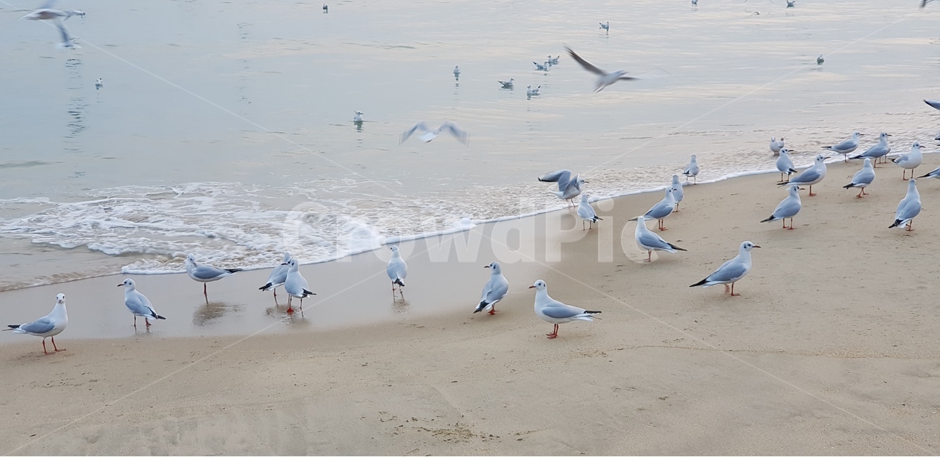 갈매기,바닷가,무리,파도,휴양,해변,바다,beach,sea,동물,animal,조류,새,birds
