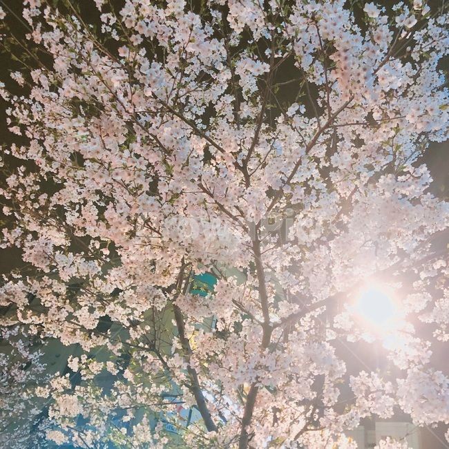 벚꽃,나무,봄,저녁,꽃,봄,계절,spring,season,식물,자연,plants,nature,꽃,flower,plant,blossom