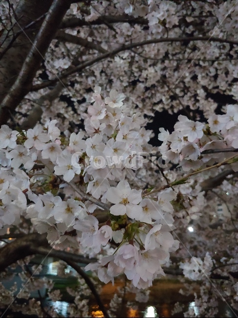 벚꽃,밤,봄,꽃,하얀,저녁,벚꽃나무,봄,계절,spring,season,plant,식물,blossom,cherry blossom,flower