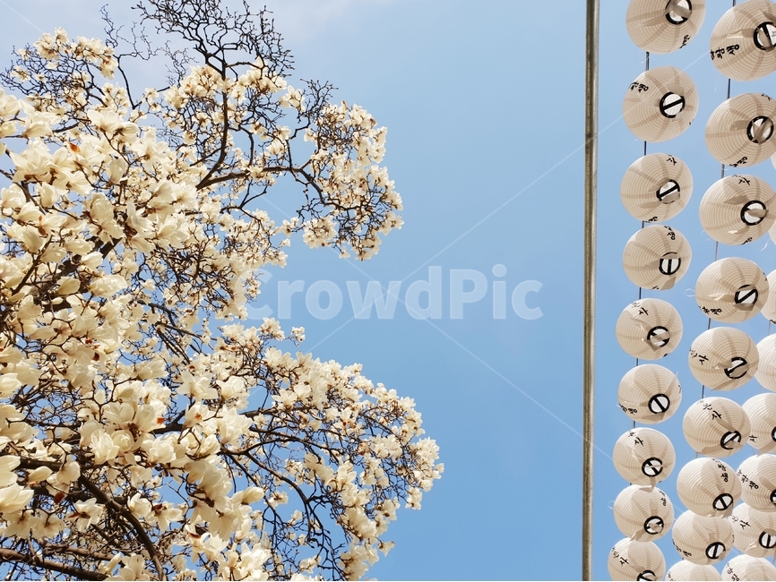 목련,봄,봉은사,꽃,나무,꽃나무,계절,절,사찰,연등,하늘,날씨,불교,봄,계절,spring,season,자연,풍경,nature,landscape,식물,plants,꽃,flower,종교,신앙,religion,belief,faith,plant