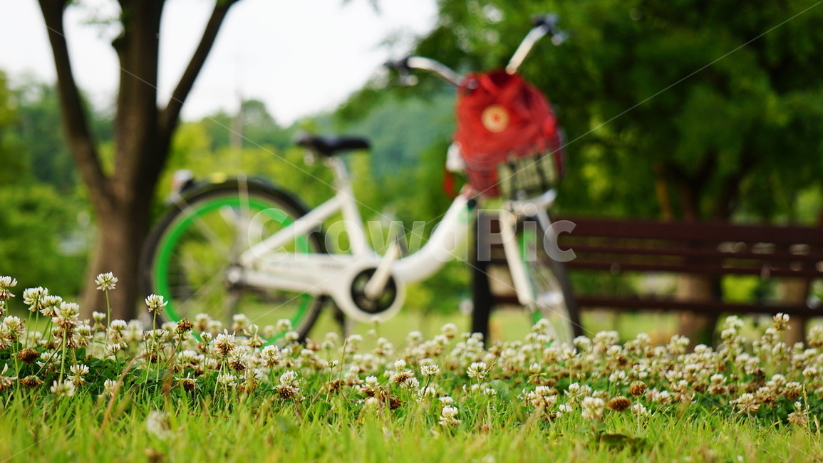 자전거,꽃,공원,flower,park