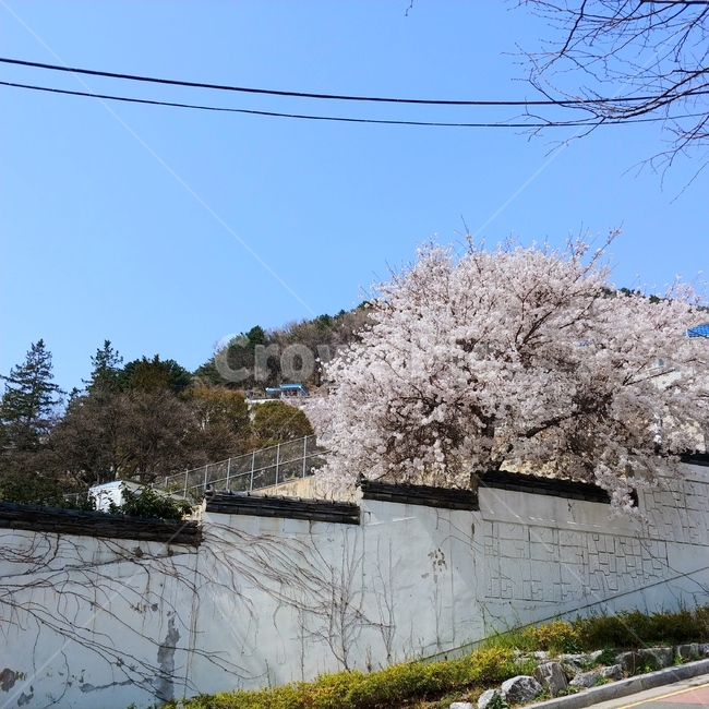 벛꽃,봄,식물,plant,하늘,생명,담벼락,부산,봄,계절,spring,season