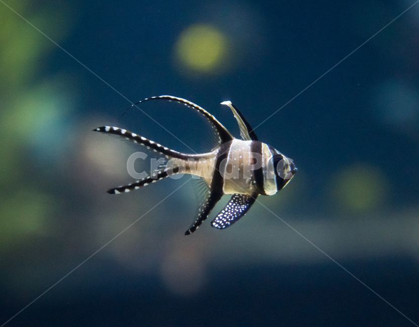 시클리드,담수어,물고기,아쿠아리움,수족관,동물,animal,어류,물고기,fish