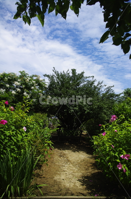 길,부용,꽃,flower,식물,plant,자연,nature