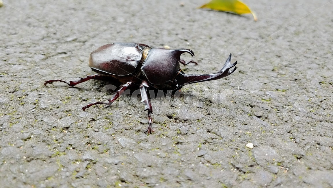 장수풍뎅이,장수풍뎅이수컷,큰뿔장수풍뎅이,코뿔소벌레,koreanrhinocerosbeetle,chalcosoma,투구벌레,곤충,벌레,insect,bug