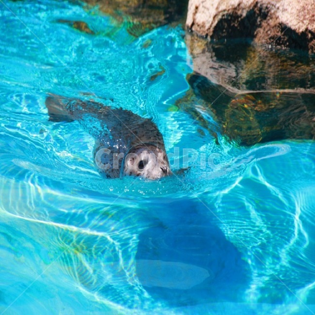 수달,워터맨,water,summer,여름,동물,동물사진,otter,동물,animal,포유류,mammal