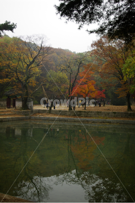 창덕궁후원,애련지,가을,fall,나무,식물,plant,단풍,가을,계절,fall,autumn,season,nature,자연,outdoors,옥외,water,물
