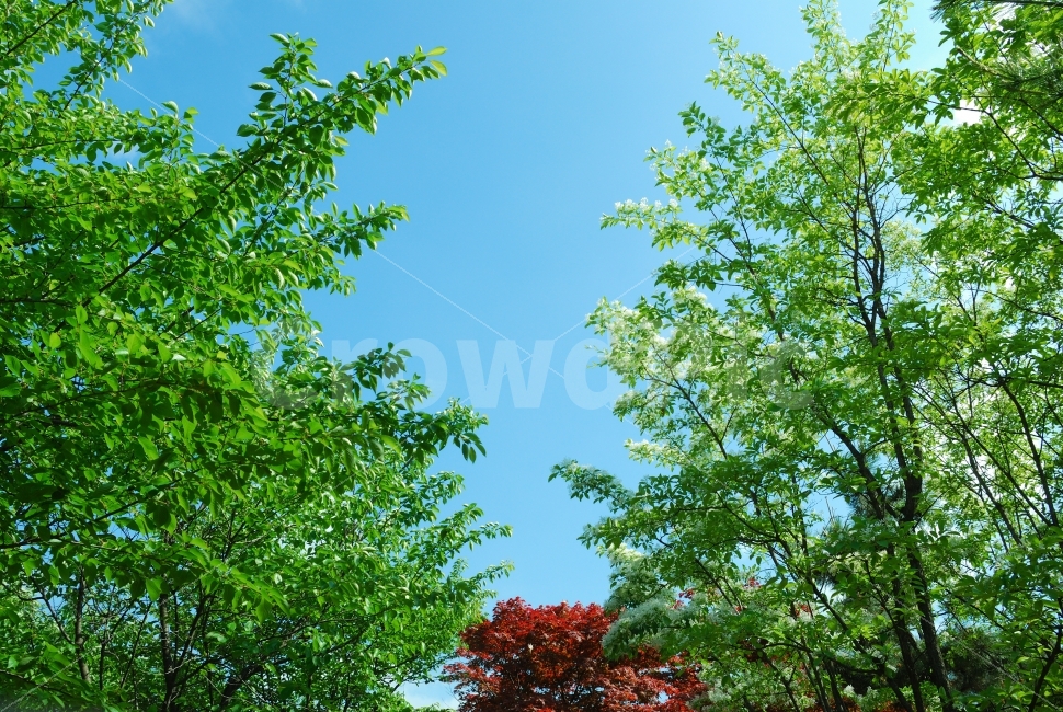 나무,단풍나무,하늘,파랑,맑은날,여름,가을,계절,초록,공원,산책,나뭇잎,자연,조경,오후,축제,산,환경,숲,숲속,햇빛,배경,구름,꽃,식물,자연,plants,nature
