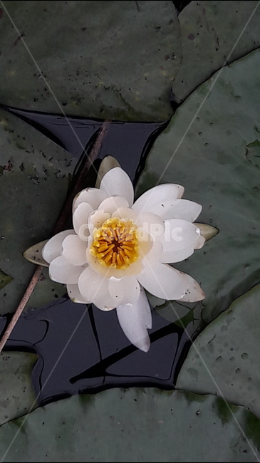 푸른수목원,연잎,수련,청순한마음,연꽃,식물,자연,plants,nature,꽃,flower