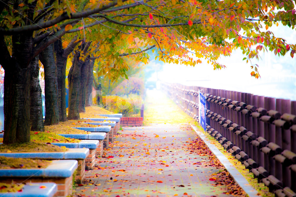 단풍,나무,낙엽,가을,풍경,가을,계절,fall,autumn,season