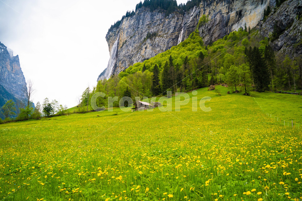 라우너트부넨,lauterbrunnen,스위스,초원,자연,녹샌,목초지,동물,animal,field,들,민들레,노란꽃