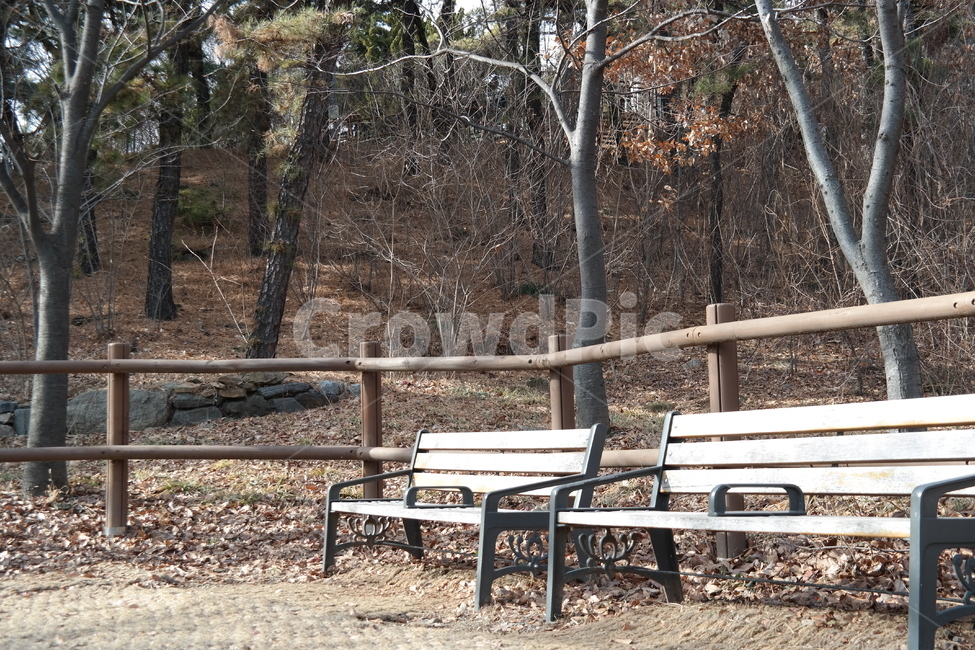 나무,trees,tree,낙엽,소나무,벤치,의자,울타리,길,공원,park