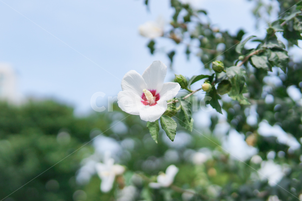 꽃,식물,무궁화,한국전통,여름,감성사진,광복절,축제,자연