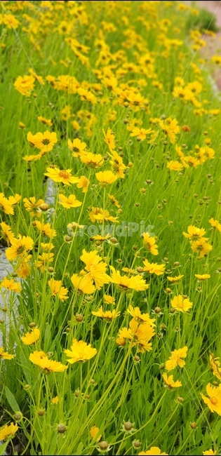 금계국,노랑,아침,봄,풍경,식물,자연,plants,nature,꽃,flower