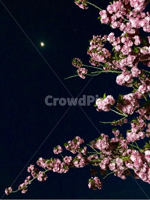 벚꽃,밤벚꽃,곂벚꽃,cherryblossom,blossom,꽃,flower,plant,식물,봄,계절,spring,season