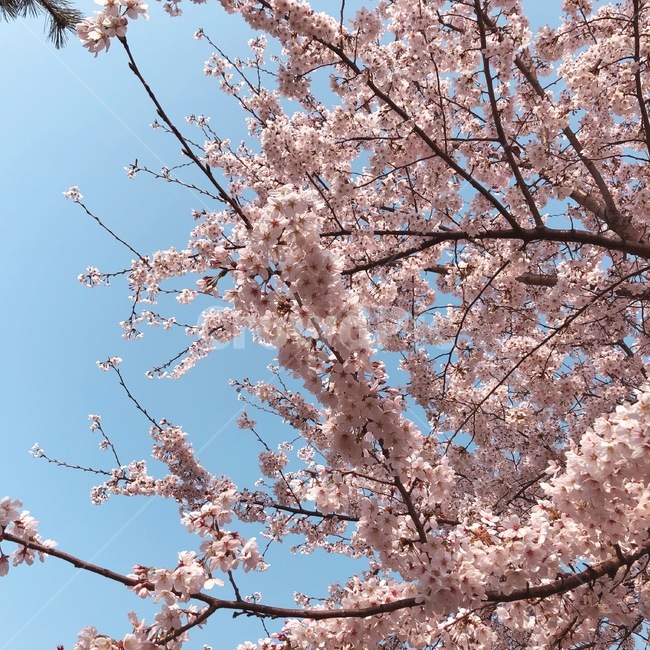 봄,벚꽃,하늘,분홍색,핑크,하늘색