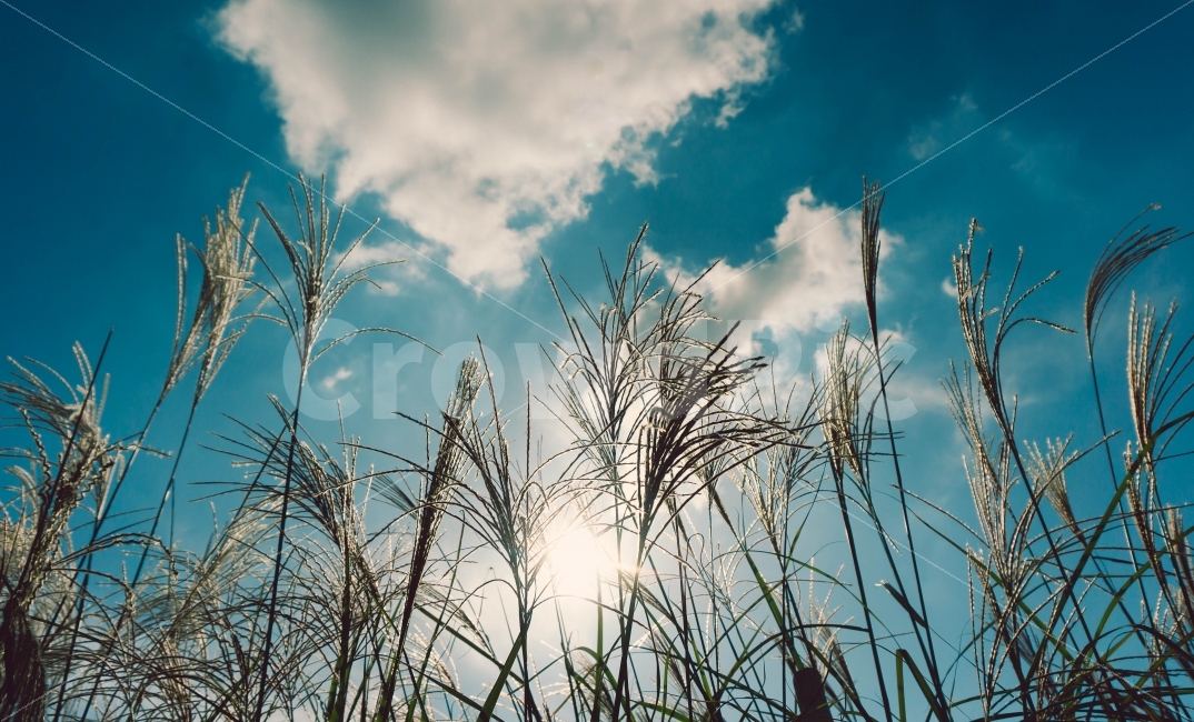 억새,갈대,하늘공원,자연,풍경,배경,서울,공원,풀,하늘,가을,계절,fall,autumn,season,식물,자연,plants,nature,감성,sensible,feeling,grass,잔디,plant