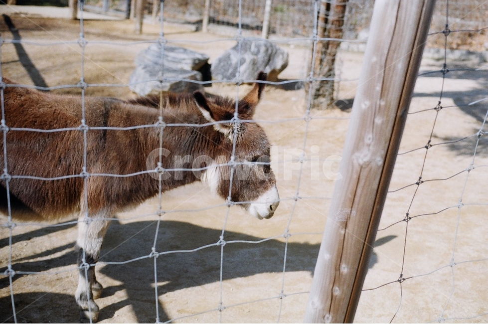 당나귀,동물,초식동물,동물원,어린이대공원,우리,animal,zoo