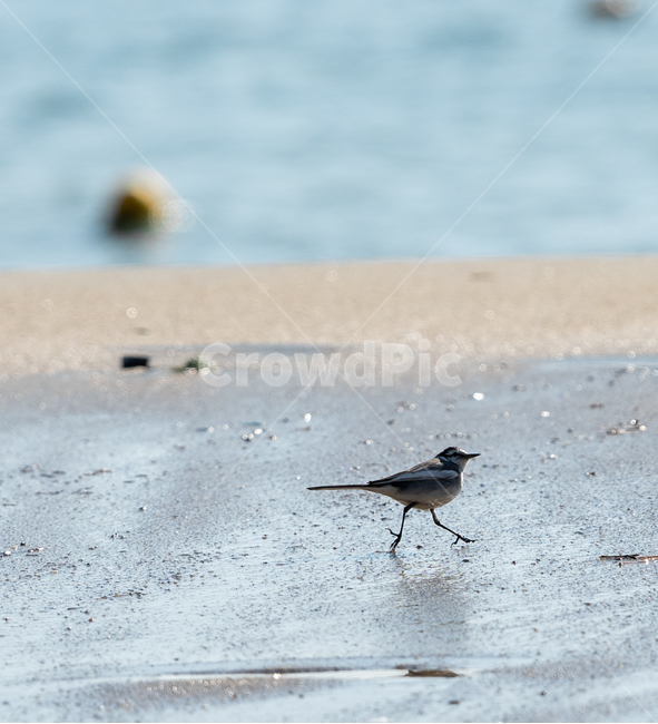 알락할미새,할미새,바다새,광안리,바다,아장아장,귀여운,해변,바다,beach,sea,동물,animal,조류,새,birds