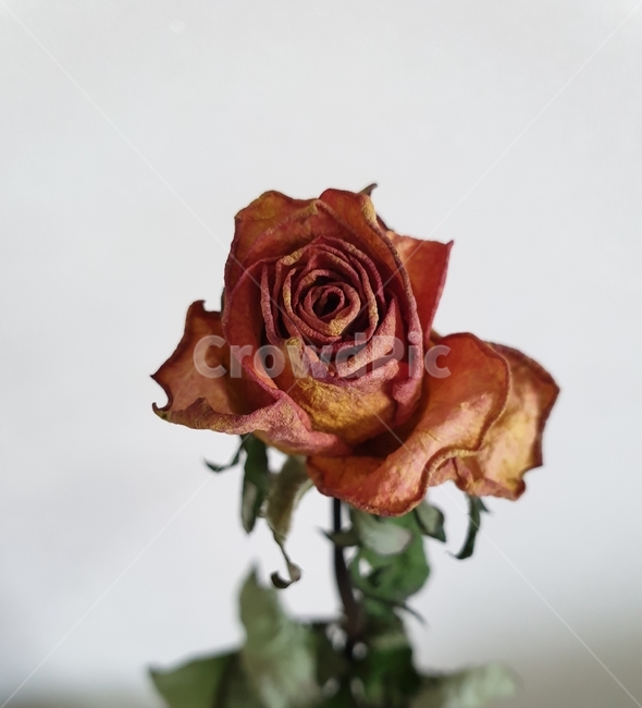 꽃,장미,folwer,rose,예쁜,pretty