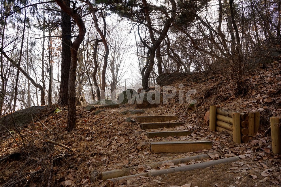 나무,자연,산,숲,산책로,계절,계단,가지,겨울,겨울산,활엽수,빈가지,나뭇가지,나무계단,하늘배경,하늘,식물,마른잎,분위기,감성,겨울나무,쓸쓸함,외로움,고요,풍경,자연,풍경,nature,landscape,ground,바닥,dirt road,흙길,gravel,자갈,road,도로