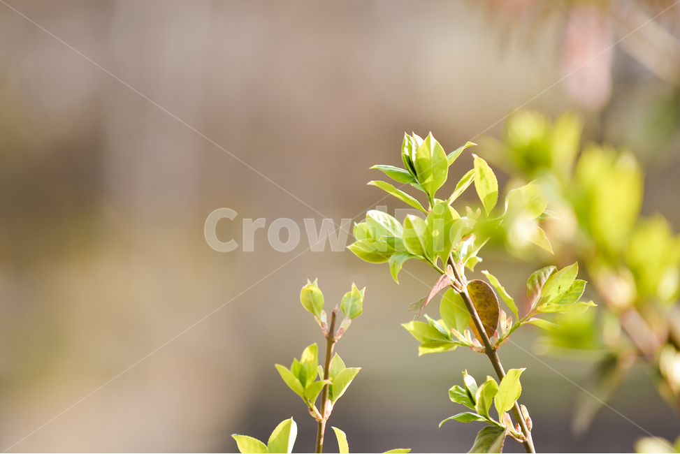 식물,나무,자연,초록,가지,나뭇잎,감성,분위기,봄,계절,spring,season,식물,자연,plants,nature,꽃,flower,plant,leaf,잎