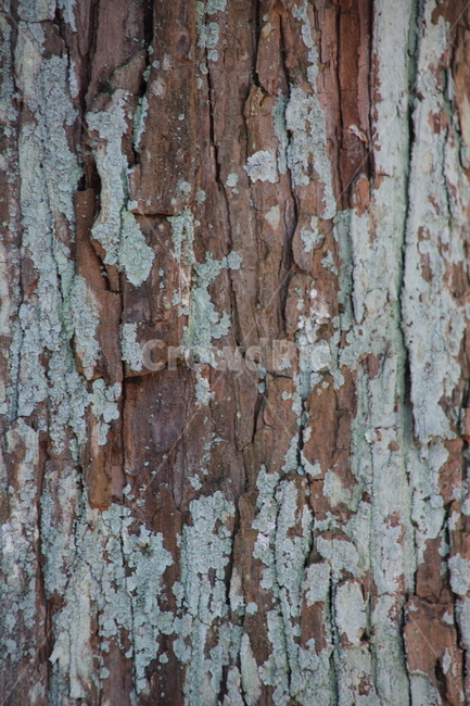 plant,tree,나무,나무이끼,treemoss,나무껍질,수피,식물,자연,plants,nature,나무,trees,wood