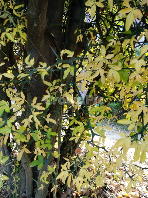 가을,단풍,낙엽,maple,plant,식물,단풍나무,단풍잎,leaf,잎,tree,나무,계절,fallautumnseason,가을단풍,자연,풍경,경치,가을,계절,fall,autumn,season,식물,자연,plants,nature,나무,trees,wood