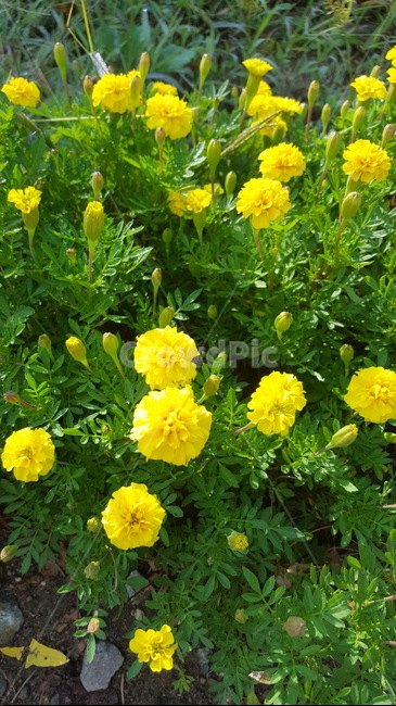 자연,식물,꽃,싱그러운,힐링,초록이,햇살,yellow,식물,자연,plants,nature,꽃,flower