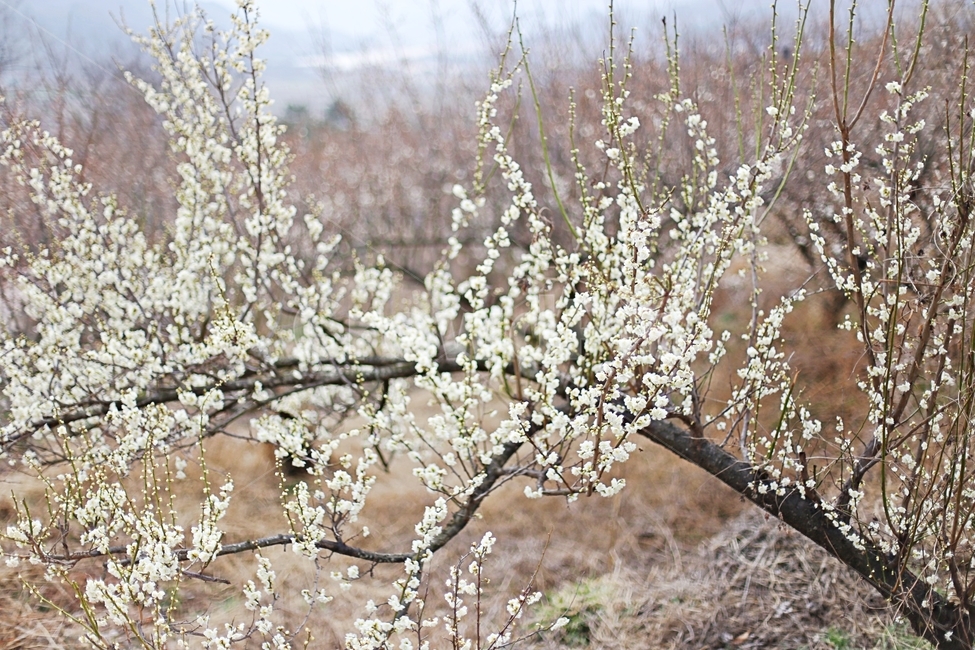 최참판댁,매화,매화꽃,꽃,flower,매화나무,봄,계절,spring,season,식물,자연,plants,nature,꽃,flower,plant,blossom,cherry blossom,벚꽃
