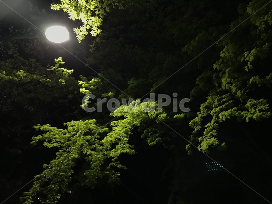 푸른색,잎사귀,나무,봄,가로등,밤,저녁,자연,풍경,nature,landscape,야경,밤,nightscape,night,outdoors,옥외