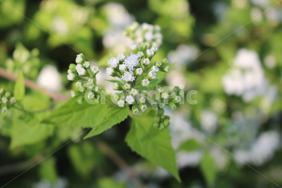 가막살나무,나무,꽃,식물,가막살꽃,흰꽃,자연,야생화,식물,자연,plants,nature,꽃,flower