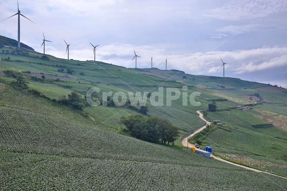 태백,바람의언덕,풍차,배추밭,초록,green,windmill,cabbagepatch,자연,풍경,nature,landscape,한국자연풍경,한국자연경관,korea nature landscape,engine,엔진,motor,모터,machine,기계