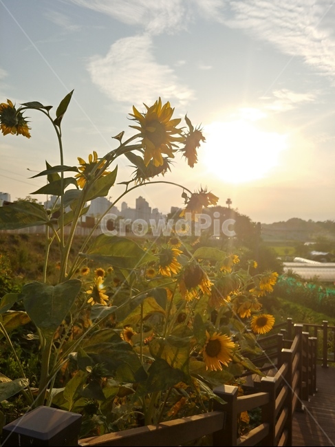 풍경,노을,해바라기,힐링,따뜻,식물,자연,plants,nature,꽃,flower