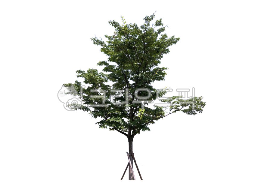 treetrunks,yard,screen,branch,street tree,tree trunk,leaves,separation,Tree,wood,avenue,treebranches,png,tree,twigs,isolation,branches,transparent background,background,outside,plant,greenbelt,stems,forest,Nukki,tree branch,botany,isolated,desktop,plants,