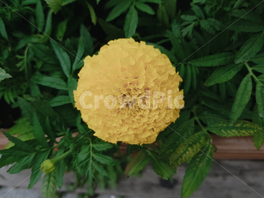 아프리칸메리골드,꽃,식물,flower,plant,blossom,노란꽃,식물,자연,plants,nature,꽃,flower