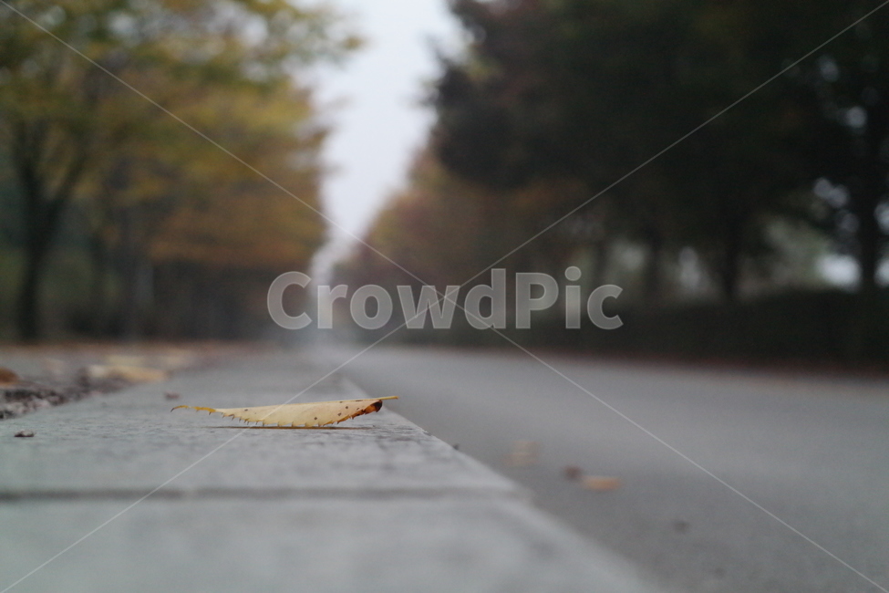 낙엽,도로,가을,쓸쓸,흐림,아스팔트,노란단풍,가을,계절,fall,autumn,season